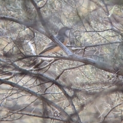 Pachycephala rufiventris (Rufous Whistler) at Mutawintji National Park - 27 Aug 2022 by Darcy