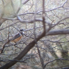 Pachycephala rufiventris at Mutawintji, NSW - 27 Aug 2022