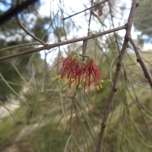 Amyema cambagei at Paddys River, ACT - 5 Sep 2022