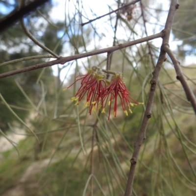 Amyema cambagei (Sheoak Mistletoe) at Lions Youth Haven - Westwood Farm A.C.T. - 5 Sep 2022 by HelenCross