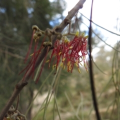 Amyema cambagei at Paddys River, ACT - 5 Sep 2022