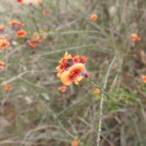 Dillwynia sp. Yetholme (P.C.Jobson 5080) NSW Herbarium at Kambah, ACT - 5 Sep 2022 02:04 PM