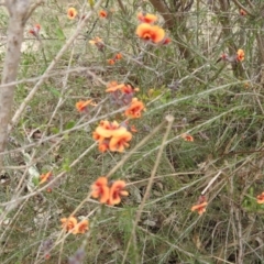 Dillwynia sp. Yetholme (P.C.Jobson 5080) NSW Herbarium at Kambah, ACT - 5 Sep 2022 02:04 PM