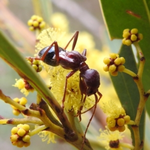 Pseudohalme laetabilis at Kambah, ACT - 5 Sep 2022