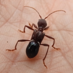 Pseudohalme laetabilis at Kambah, ACT - 5 Sep 2022