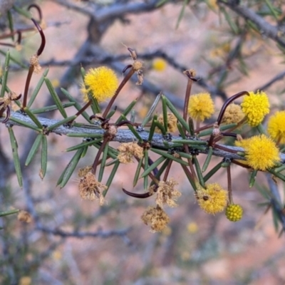 Acacia tetragonophylla (Dead Finish) at Mutawintji, NSW - 27 Aug 2022 by Darcy
