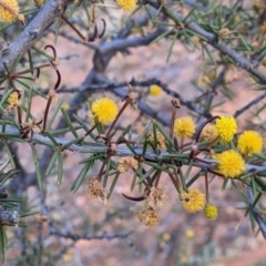 Acacia tetragonophylla at Mutawintji, NSW - 27 Aug 2022 05:05 PM