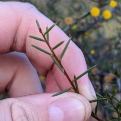 Acacia tetragonophylla at Mutawintji, NSW - 27 Aug 2022 05:05 PM