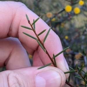 Acacia tetragonophylla at Mutawintji, NSW - 27 Aug 2022