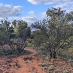 Acacia tetragonophylla at Mutawintji, NSW - 27 Aug 2022 05:05 PM