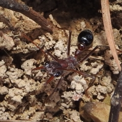 Myrmecia simillima (A Bull Ant) at Lions Youth Haven - Westwood Farm A.C.T. - 5 Sep 2022 by HelenCross