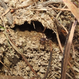 Myrmecia simillima at Kambah, ACT - 5 Sep 2022