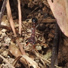 Myrmecia simillima at Kambah, ACT - 5 Sep 2022