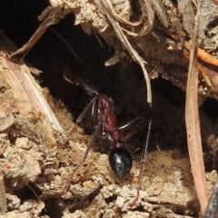 Myrmecia simillima at Kambah, ACT - 5 Sep 2022