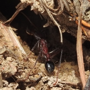 Myrmecia simillima at Kambah, ACT - 5 Sep 2022