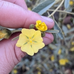 Sida petrophila (Rock Sida) at Mutawintji National Park - 27 Aug 2022 by Darcy