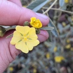 Sida petrophila at Mutawintji, NSW - 27 Aug 2022