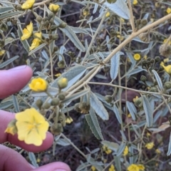 Sida petrophila at Mutawintji, NSW - 27 Aug 2022