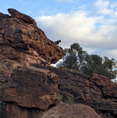 Capra hircus (Wild Goat) at Mutawintji, NSW - 27 Aug 2022 by Darcy