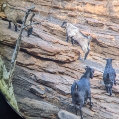 Capra hircus (Wild Goat) at Mutawintji National Park - 27 Aug 2022 by Darcy