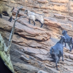 Capra hircus at Mutawintji, NSW - 27 Aug 2022 05:18 PM