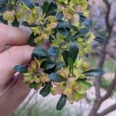 Dodonaea viscosa subsp. cuneata (Wedge-leaved Hop Bush) at Mutawintji National Park - 27 Aug 2022 by Darcy