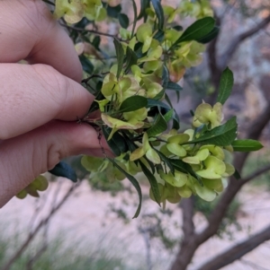 Dodonaea viscosa subsp. cuneata at Mutawintji, NSW - 27 Aug 2022 05:20 PM