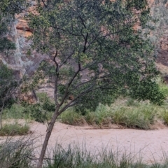 Dodonaea viscosa subsp. cuneata at Mutawintji, NSW - 27 Aug 2022 05:20 PM