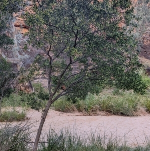 Dodonaea viscosa subsp. cuneata at Mutawintji, NSW - 27 Aug 2022 05:20 PM