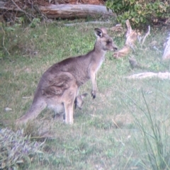 Macropus giganteus (Eastern Grey Kangaroo) at Mutawintji, NSW - 27 Aug 2022 by Darcy