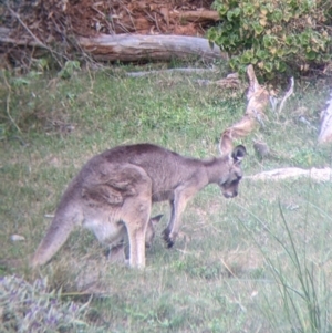 Macropus giganteus at Mutawintji, NSW - 27 Aug 2022 05:23 PM