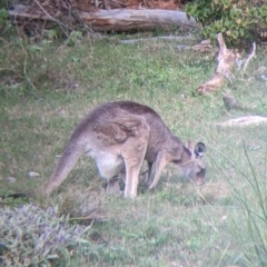 Macropus giganteus at Mutawintji, NSW - 27 Aug 2022