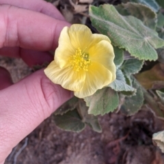 Abutilon leucopetalum (Desert Chinese-lantern, Lantern Bush) at Mutawintji National Park - 27 Aug 2022 by Darcy