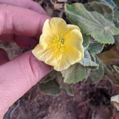 Abutilon leucopetalum (Desert Chinese-lantern, Lantern Bush) at Mutawintji, NSW - 27 Aug 2022 by Darcy