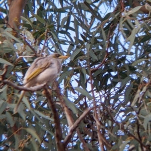 Manorina flavigula at Mutawintji, NSW - 27 Aug 2022 05:36 PM