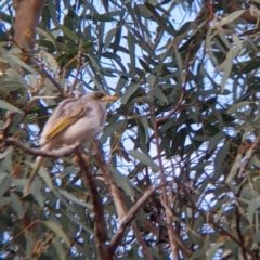 Manorina flavigula (Yellow-throated Miner) at Mutawintji, NSW - 27 Aug 2022 by Darcy