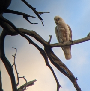 Cacatua sanguinea at Mutawintji, NSW - 27 Aug 2022 05:42 PM