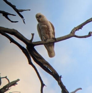 Cacatua sanguinea at Mutawintji, NSW - 27 Aug 2022 05:42 PM