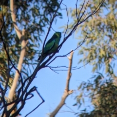 Barnardius zonarius (Australian Ringneck) at Mutawintji National Park - 27 Aug 2022 by Darcy