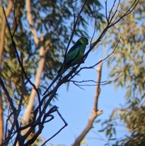 Barnardius zonarius at Mutawintji, NSW - 28 Aug 2022