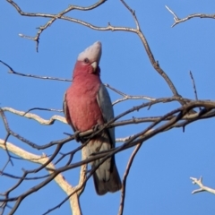 Eolophus roseicapilla (Galah) at Mutawintji, NSW - 28 Aug 2022 by Darcy