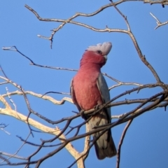 Eolophus roseicapilla at Mutawintji, NSW - 28 Aug 2022 07:45 AM