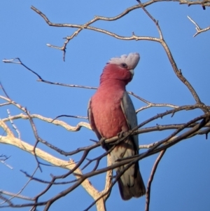 Eolophus roseicapilla at Mutawintji, NSW - 28 Aug 2022