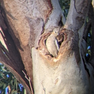 Nymphicus hollandicus at Mutawintji, NSW - 27 Aug 2022