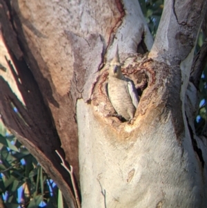 Nymphicus hollandicus at Mutawintji, NSW - 27 Aug 2022