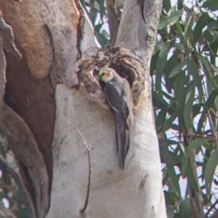 Nymphicus hollandicus at Mutawintji, NSW - 27 Aug 2022