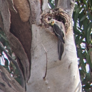 Nymphicus hollandicus at Mutawintji, NSW - 27 Aug 2022