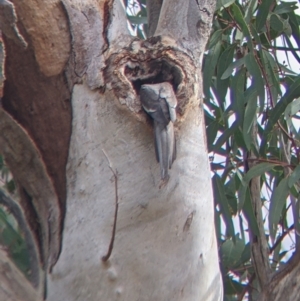 Nymphicus hollandicus at Mutawintji, NSW - 27 Aug 2022