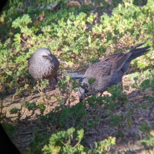 Struthidea cinerea at Mutawintji, NSW - 28 Aug 2022 08:24 AM