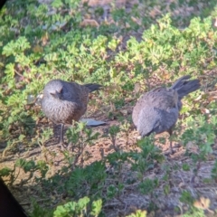 Struthidea cinerea at Mutawintji, NSW - 28 Aug 2022 08:24 AM